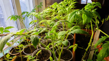 Fototapeta na wymiar growing seedlings. tomato and cucumber sprouts. vegetables. in the house.