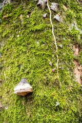 mushroom and moss on tree