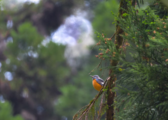 beautiful bird sitting on the branch of a tree in awesome frame.