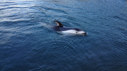 Swimming pacific white sided dolphin