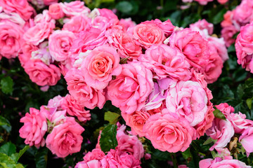 Large green bush with fresh vivid pink roses and green leaves in a garden in a sunny summer day, beautiful outdoor floral background photographed with soft focus
