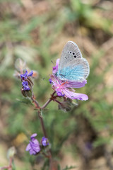 Lycaenidae / Karagözmavisi / / Glaucopsyche alexis