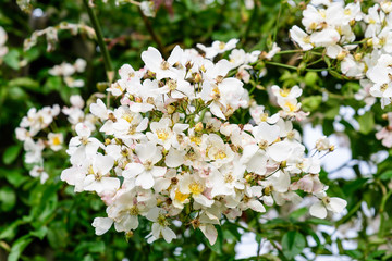 Large green bush with fresh delicate white roses and green leaves in a garden in a sunny summer day, beautiful outdoor floral background
