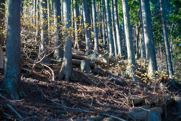 ミツマタ ミツバ岳