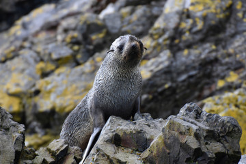 Antarctic fur seal in South Georgia Island