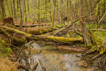 wald, baum, natur, wasser, fluss, green, baum, landschaft, moos, bach, holz, frühling, pflanze, holz, sommer, auflösungszeichen, blatt, regenwald, umwelt, gras, ausserhalb, see, root, fels, feucht