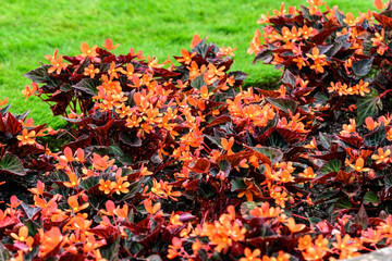 Top view of many orange begonia flowers with fresh in a garden in a sunny summer day, perennial flowering plants in the family Begoniaceae, vivid floral background in direct sunlight
