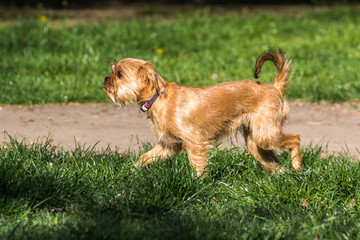 A decorative Belgian (or Brussels) dog Griffon walks in the park. Pets. Close-up.