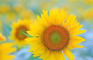 Obraz premium Beautiful sunflowers in the botanical garden