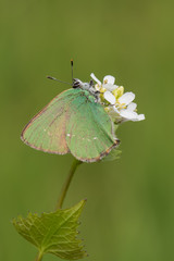 Lycaenidae / Zümrüt / / Callophrys rubi