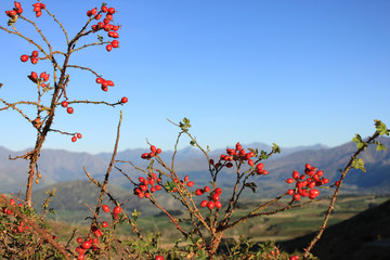 【 New Zealand 】Red poppies in the field
