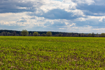 Fototapeta na wymiar Rural landscape with bright green young shoots on a huge spring field. Thick forest in the distance. Storm clouds. Beautiful countryside. Ukraine. Early spring.