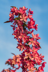 Beautiful spring flowering of pink sakura. Young cherry tree in a city park. Spring holiday card.