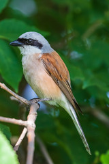 Red-backed shrike.  A little songbird sits on a branch against a background of bright green foliage. Natural habitat. Wildlife. Ukraine.