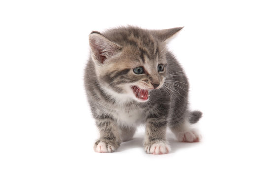 A studio photograph of a grey kitten meowing