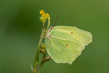 Pieridae / Orakkanat / / Gonepteryx rhamni