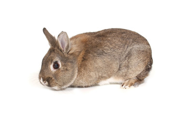 A studio photograph of a small pet rabbit