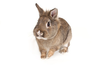 A portrait of a pet rabbit against a white background