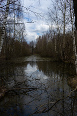 old overgrown swamp in the forest