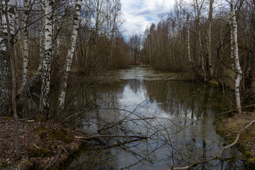 old overgrown swamp in the forest