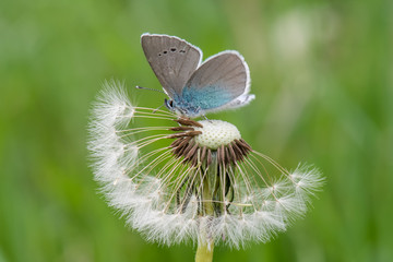 Lycaenidae / Karagözmavisi / / Glaucopsyche alexis