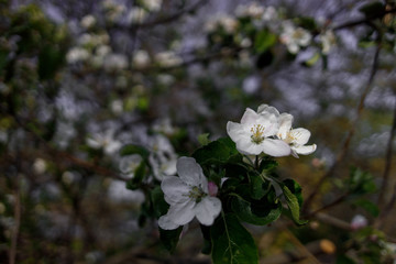 apple tree flowers