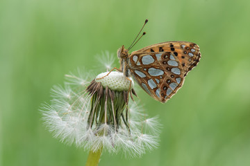 Nymphalidae / İspanyol Kraliçesi / / Issoria lathonia