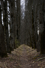 abandoned alley in early spring