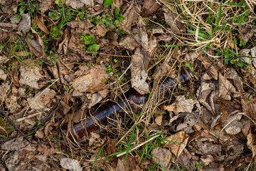 abandoned and overgrown glass bottle in the autumn forest