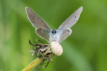 Lycaenidae / Karagözmavisi / / Glaucopsyche alexis