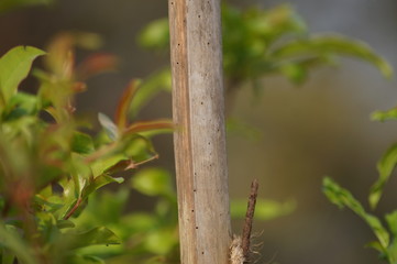 green leaves on a branch