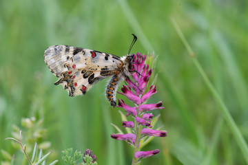 Papilionidae / Orman Fistosu / / Zerynthia cerisyi