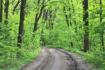 Summer forest landscape with vibrant forest green plants, forest trees and forest road