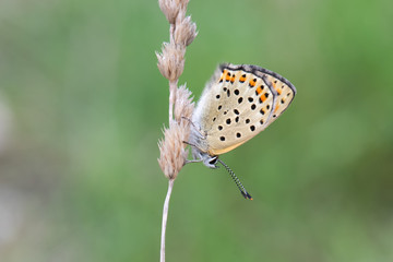 Lycaenidae / İsli Bakır / / Lycaena tityrus