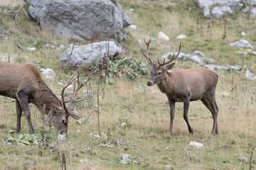 Red deer males in rocky region (Cervus elaphus)