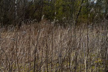 dry grass in the forest in early spring