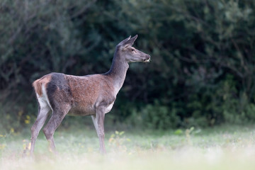 Obraz na płótnie Canvas All the elegance of red deer female (Cervus elaphus)