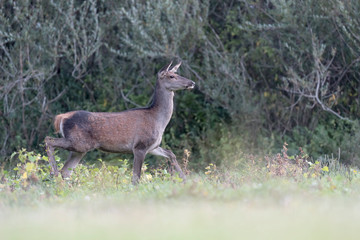 Naklejka na ściany i meble Red deer in the woods (Cervus elaphus)