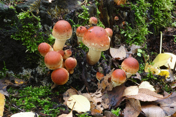  Mushrooms in the autumn forest © moniadk