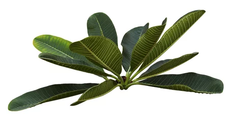 Poster Green fragipani (plumeria) leaves © Ortis