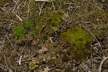 forest floor was thickly covered with moss001