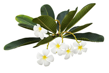 Green fragipani (plumeria) leaves and flowers