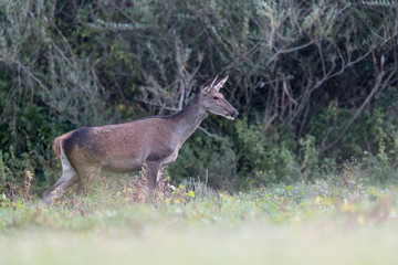 Red deer in the forest (Cervus elaphus)