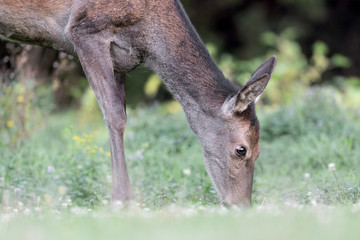 Red deer female at twilight (Cervus elaphus)