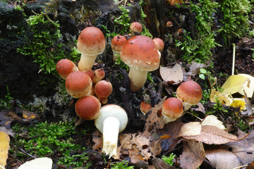  Mushrooms in the autumn forest © moniadk