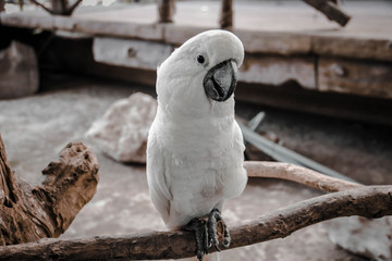 white dove on a rock