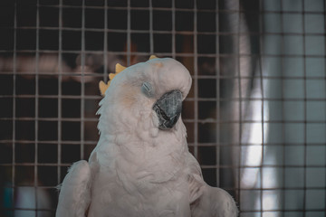 parrot in cage