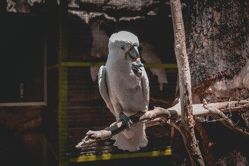 bird of prey