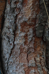 tree bark texture