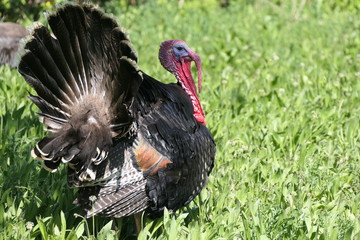 Truthahn auf der Wiese